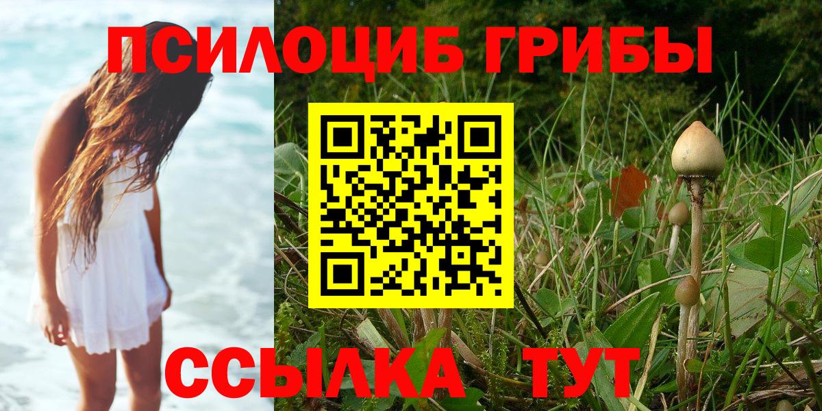 Гусев  Псилоцибиновые грибы Psilocybe  Вход с VPN 